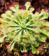 Rosnatka kapská - Drosera capensis - semena rosnatky - 15 ks