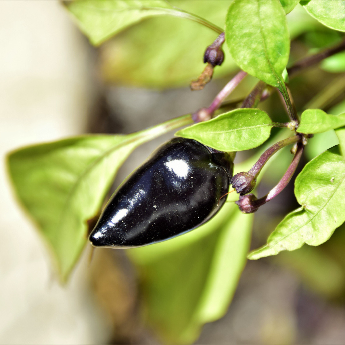 Chilli černé maďarské - Capsicum annuum - semena chilli - 6 ks