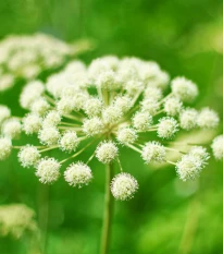 BIO Andělika lékařská - Angelica archangelica - bio semena anděliky - 50 ks