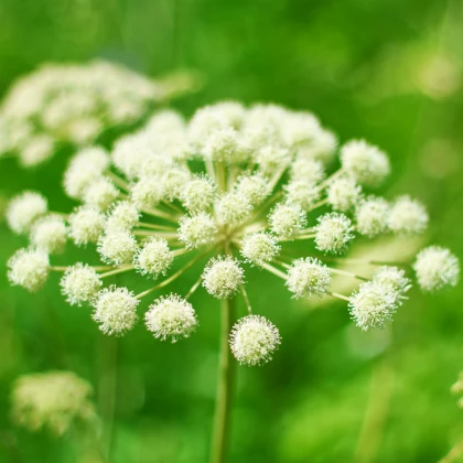 BIO Andělika lékařská - Angelica archangelica - bio semena anděliky - 50 ks