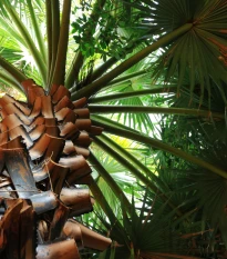 Palma horská - Trachycarpus fortunei x princeps - semena palmy - 3 ks