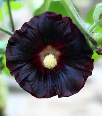 BIO Topolovka růžová - Alcea rosea nigra - semena topolovky - 15 ks