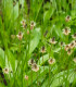 BIO Jitrocel kopinatý - Plantago lanceolata - bio semena jitrocele - 80 ks