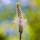 BIO Jitrocel kopinatý - Plantago lanceolata - bio semena jitrocele - 80 ks