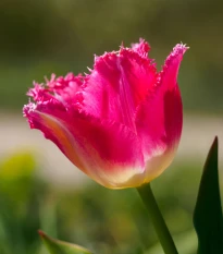 Tulipán Fancy Frills - Tulipa - cibule tulipánu - 3 ks