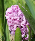 Hyacint Splendid Cornelia - Hyacinthus - cibule hyacintu - 1 ks