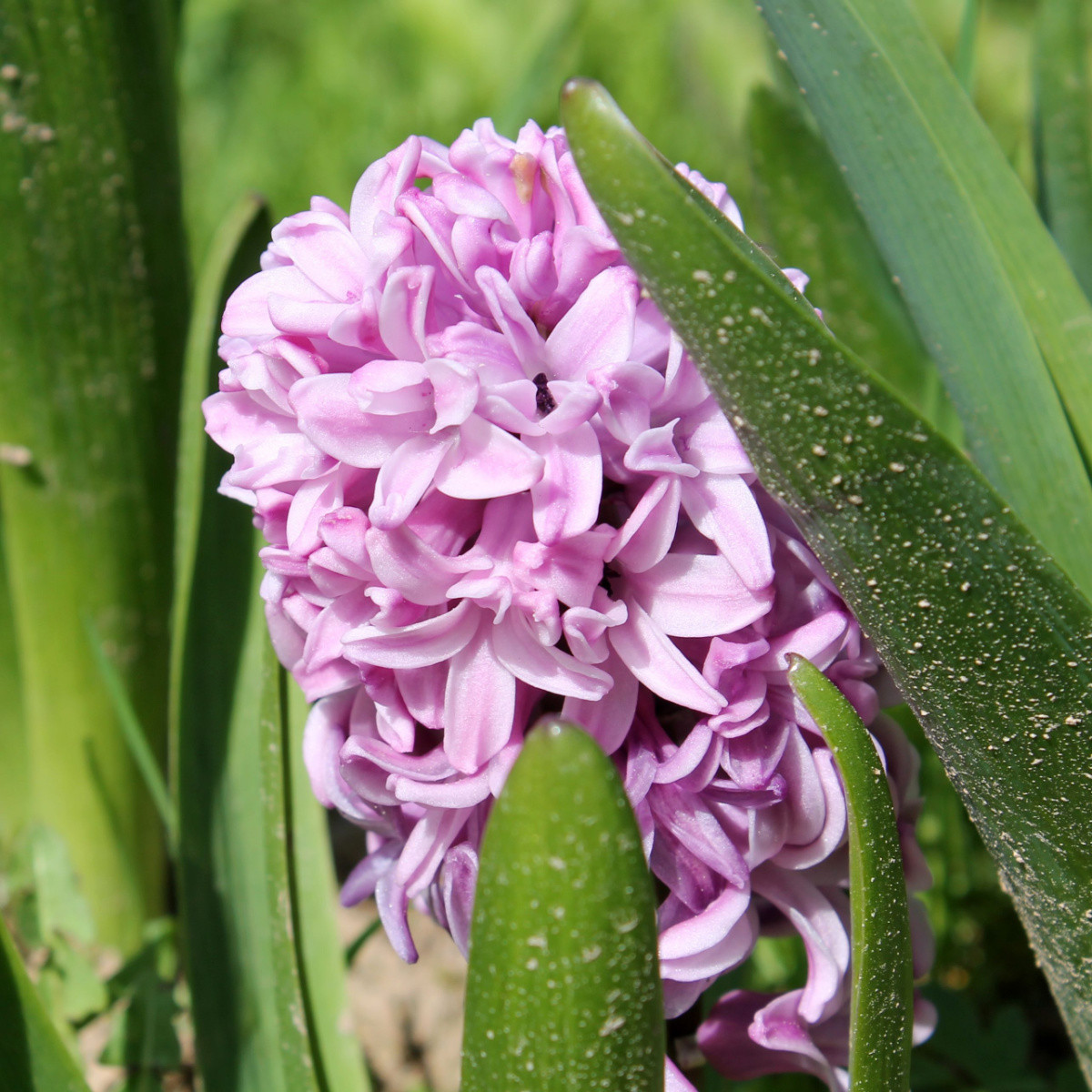Hyacint Splendid Cornelia - Hyacinthus - cibule hyacintu - 1 ks