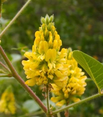 Stříbrocist Batandierův Pineapple Broom - Argyrocytisus battandieri - semena stříbrocistu - 6 ks