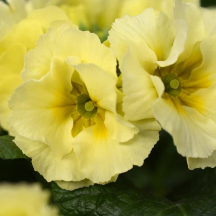 Prvosenka Inara F1 Lemon yellow - Primula elatior - semena prvosenky - 20 ks