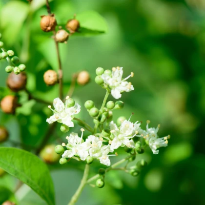 Henna - Lawsonia inermis - semena henny - 4 ks