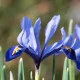 Kosatec síťkovaný Harmony - Iris reticulata - cibulky kosatce - 3 ks