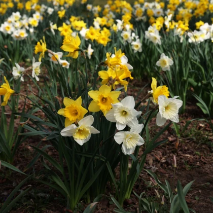 Narcisy směs - Narcissus - cibule narcisu - 12 ks