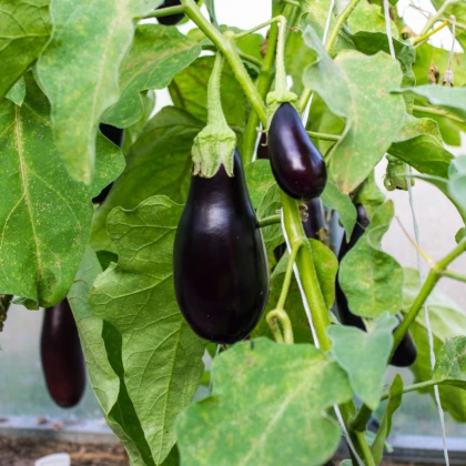 BIO Lilek Black Beauty - Solanum melongena - bio semena lilku - 20 ks