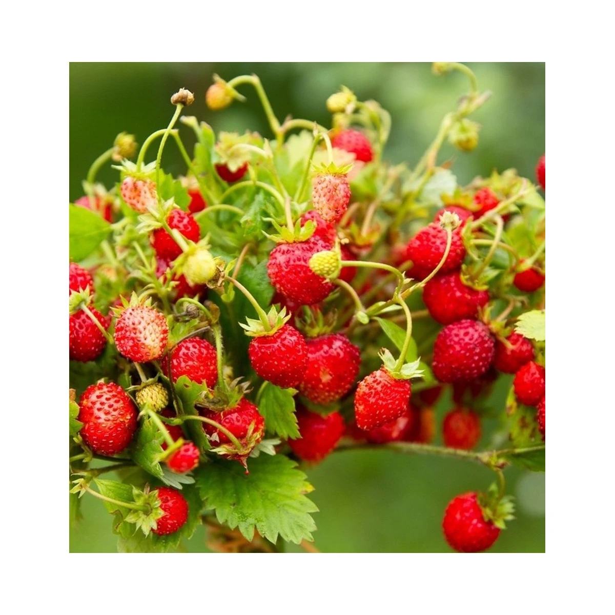 BIO jahodník stáleplodící Reine des Vallées - Fragaria ananassa - semena jahodníku - 10 ks