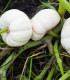 Tykev okrasná Baby Boo - Cucurbita pepo - semena tykve - 6 ks