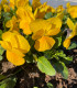 BIO Violka rohatá žlutá - Viola cornuta - bio semena violky - 20 ks