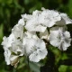 BIO Hvozdík bradatý Sweet William - Dianthus barbatus - bio semena hvozdíku - 18 ks