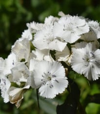 BIO Hvozdík bradatý Sweet William - Dianthus barbatus - bio semena hvozdíku - 50 ks