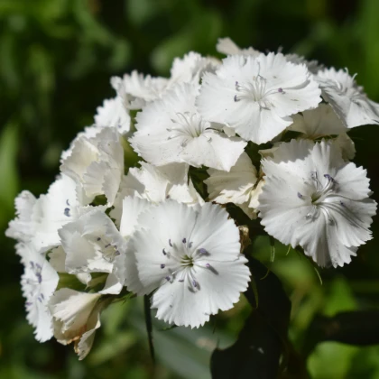 BIO Hvozdík bradatý Sweet William - Dianthus barbatus - bio semena hvozdíku - 50 ks