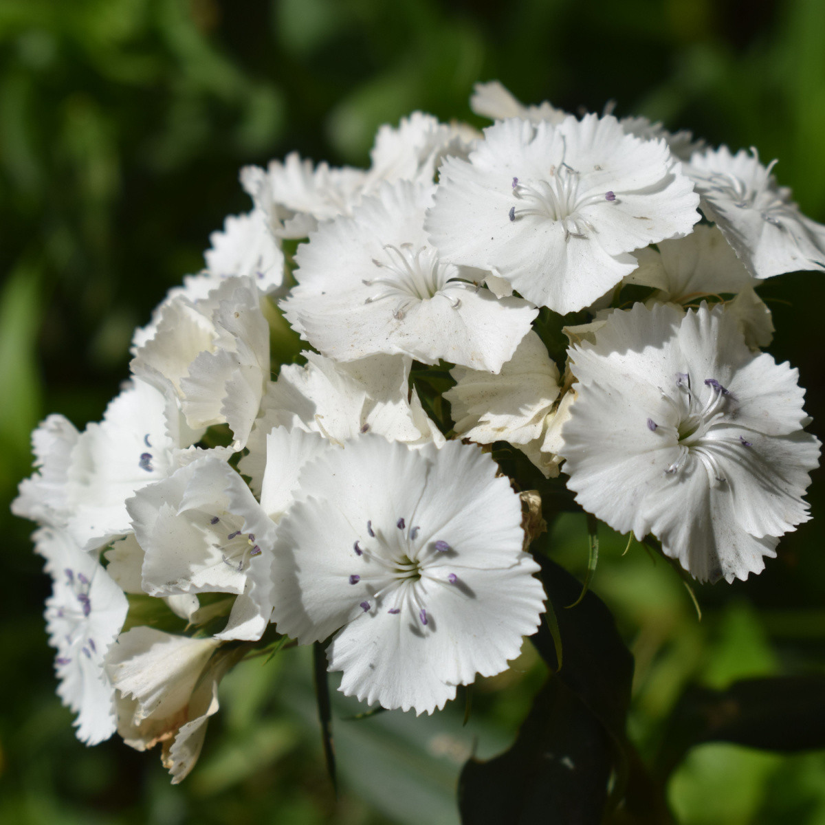 BIO Hvozdík bradatý Sweet William - Dianthus barbatus - bio semena hvozdíku - 18 ks