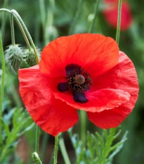 BIO Vlčí mák červený - Papaver rhoeas - semena máku - 100 ks
