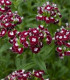 BIO Hvozdík bradatý Sweet William Chris - Dianthus barbatus - bio semena hvozdíku - 18 ks