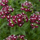 BIO Hvozdík bradatý Sweet William Chris - Dianthus barbatus - bio semena hvozdíku - 50 ks