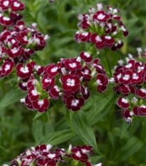 BIO Hvozdík bradatý Sweet William Chris - Dianthus barbatus - bio semena hvozdíku - 50 ks