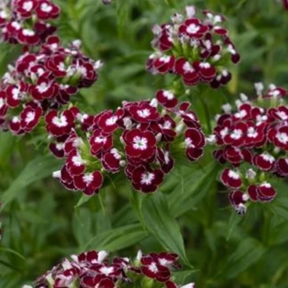 BIO Hvozdík bradatý Sweet William Chris - Dianthus barbatus - bio semena hvozdíku - 50 ks