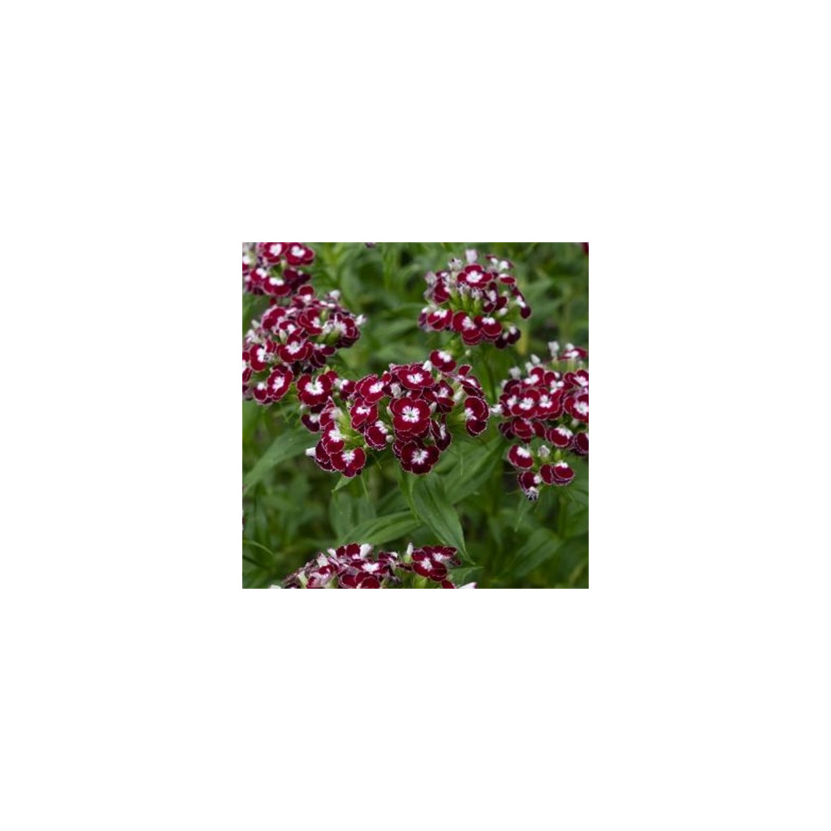 BIO Hvozdík bradatý Sweet William Chris - Dianthus barbatus - bio semena hvozdíku - 50 ks