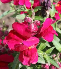 BIO Hledík větší Black Prince - Antirrhinum majus - bio semena hledíku - 120 ks