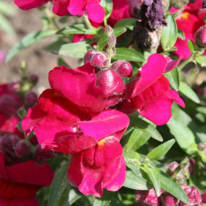 BIO Hledík větší Black Prince - Antirrhinum majus - bio semena hledíku - 120 ks