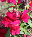 BIO Hledík větší Black Prince - Antirrhinum majus - bio semena hledíku - 120 ks