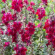 BIO Hledík větší Black Prince - Antirrhinum majus - bio semena hledíku - 120 ks