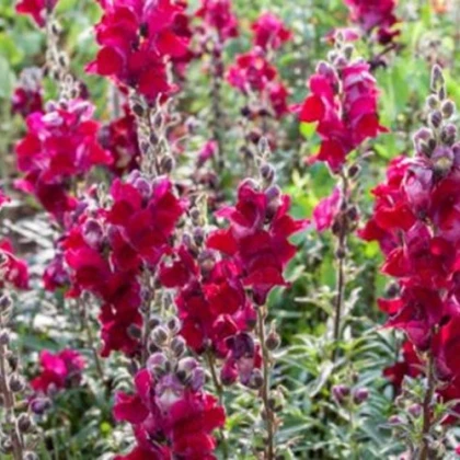 BIO Hledík větší Black Prince - Antirrhinum majus - bio semena hledíku - 20 ks