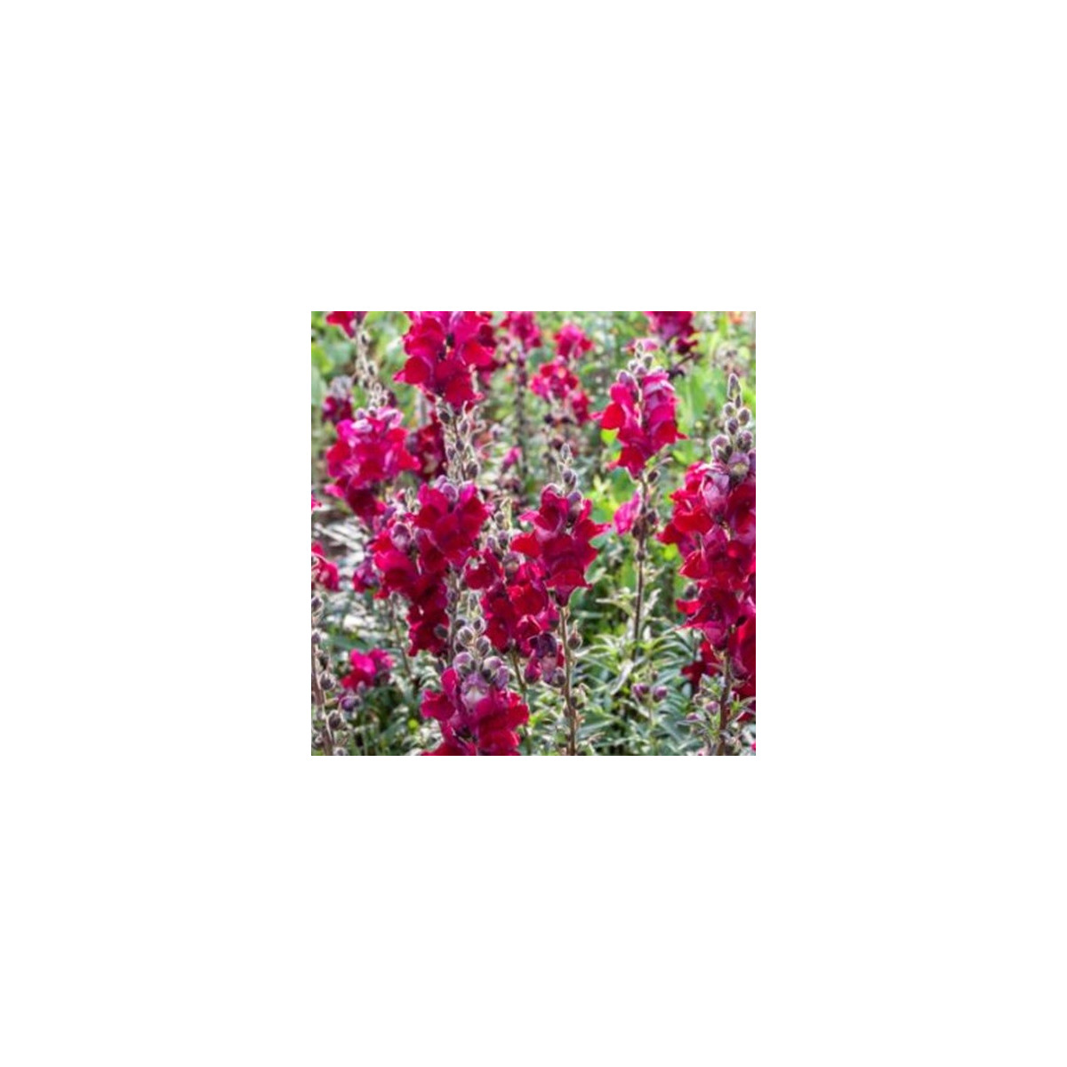 BIO Hledík větší Black Prince - Antirrhinum majus - bio semena hledíku - 20 ks