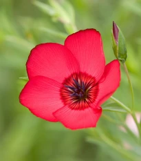 BIO Len velkokvětý červený - Linum grandiflorum - semena lnu - 120 ks