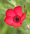 BIO Len velkokvětý červený - Linum grandiflorum - semena lnu - 120 ks