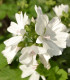 Sléz pižmový bílý - Malva moschata alba - semena slézu - 50 ks