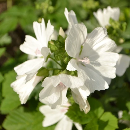 Sléz pižmový bílý - Malva moschata alba - semena slézu - 50 ks