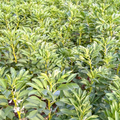 BIO Bob Bob Ratio - Vicia faba - semena bio bobu - 15 ks