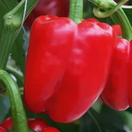 Paprika Beluga Red F1 - Capsicum annuum - semena papriky - 5 ks