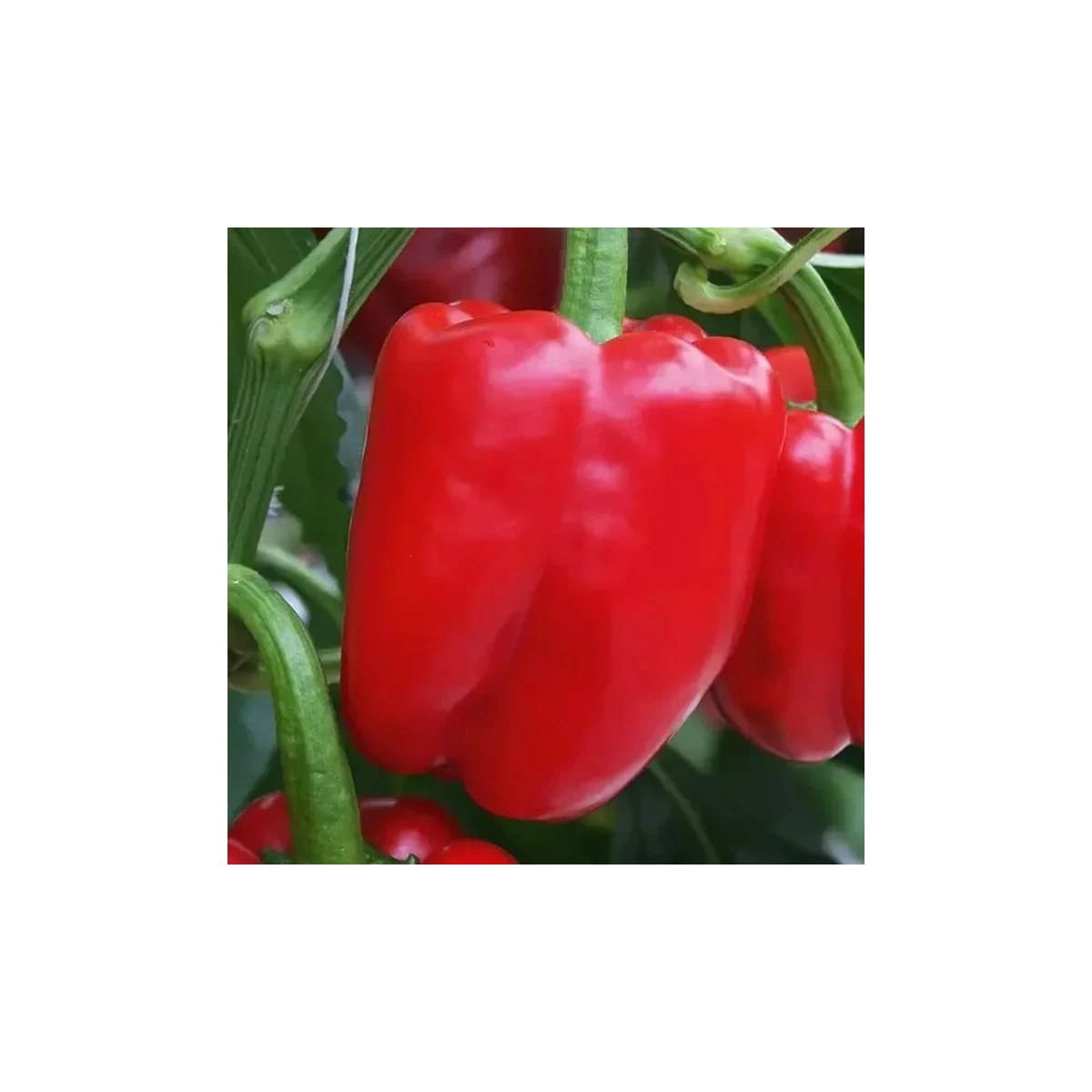 Paprika Beluga Red F1 - Capsicum annuum - semena papriky - 5 ks