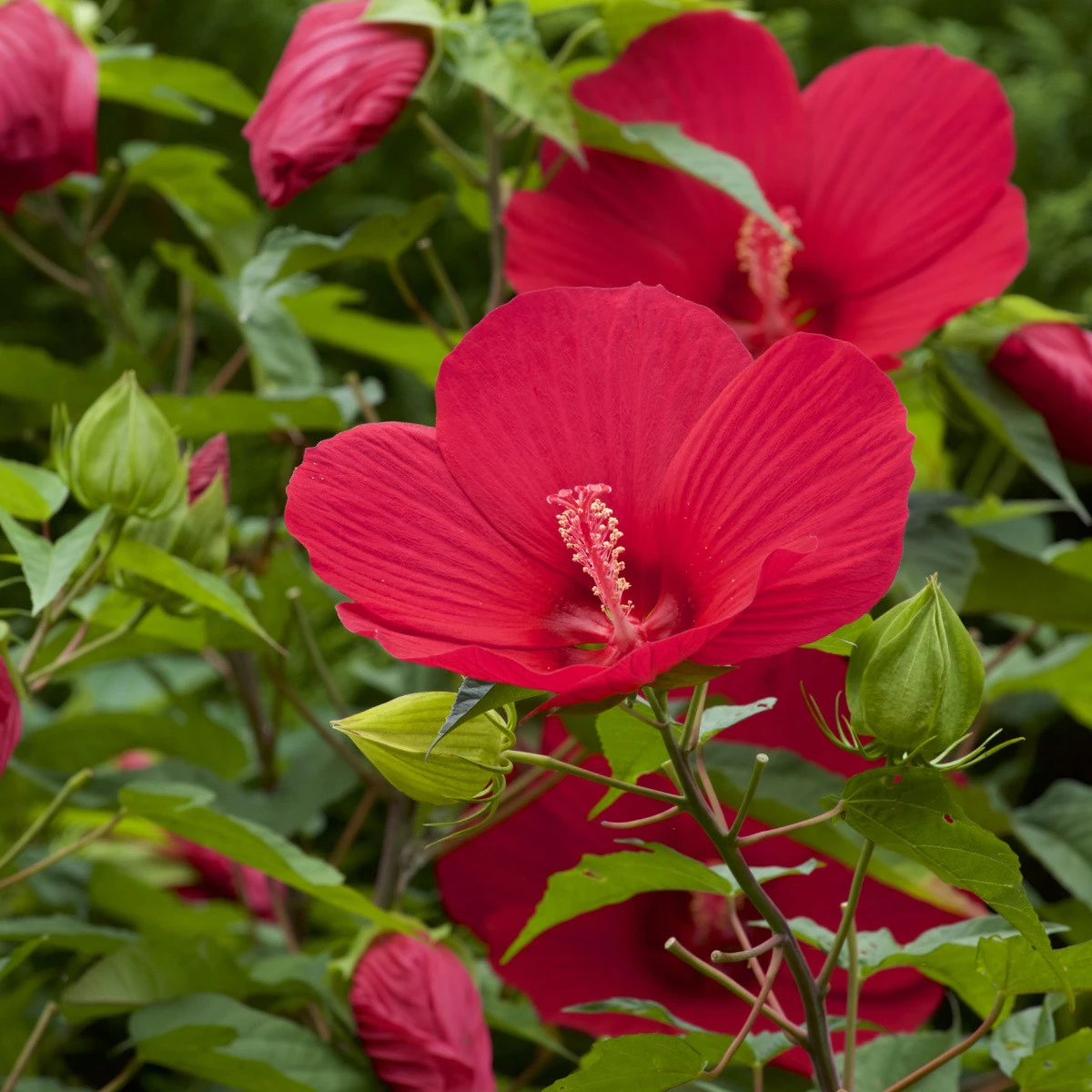 Ibišek bahenní Nippon Red F1 - Hibiscus moscheutos - semena ibišku - 5 ks