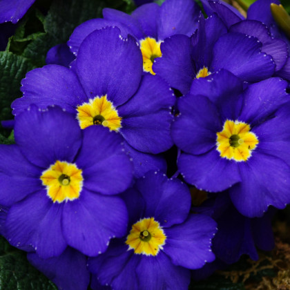 Prvosenka Inara F1 Late Blue - Primula elatior - semena prvosenky - 20 ks