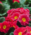 Prvosenka Inara F1 Rose - Primula elatior - semena prvosenky - 20 ks