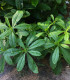Ženšen korejský - Talinum paniculatum - semena ženšenu - 15 ks
