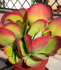 Kolopejka thyrsiflora - Kalanchoe - semena kolopejky - 15 ks