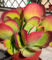 Kolopejka thyrsiflora - Kalanchoe - semena kolopejky - 15 ks