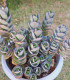 Kolopejka laxiflora - Kalanchoe - semena kolopejky - 20 ks